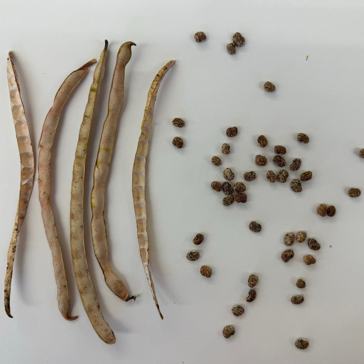 Whipporwill Cowpea (bush)
