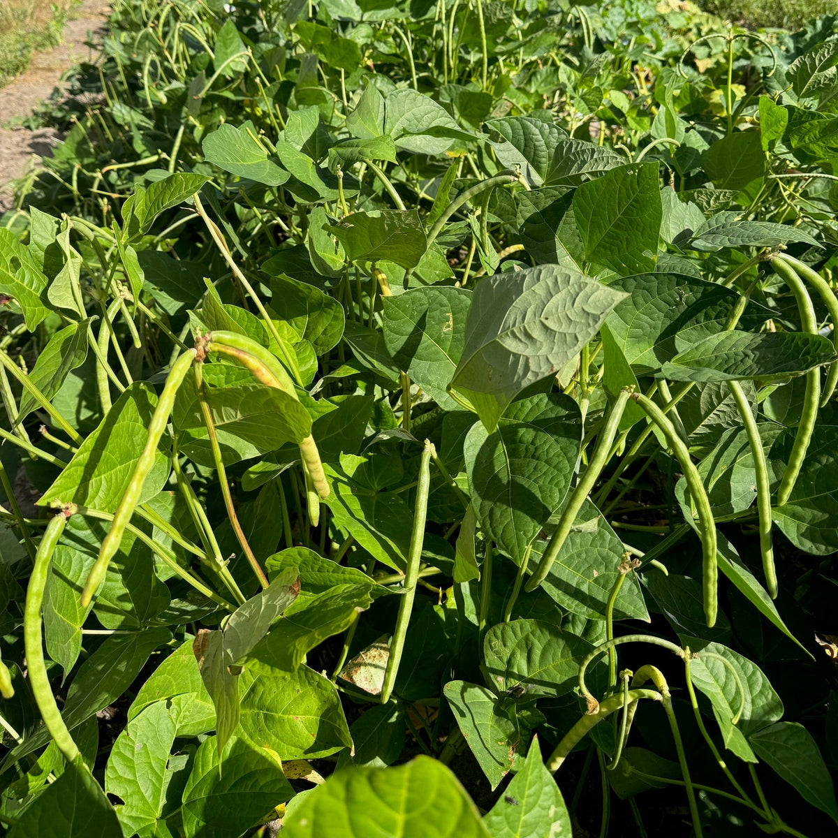 Whipporwill Cowpea (bush)