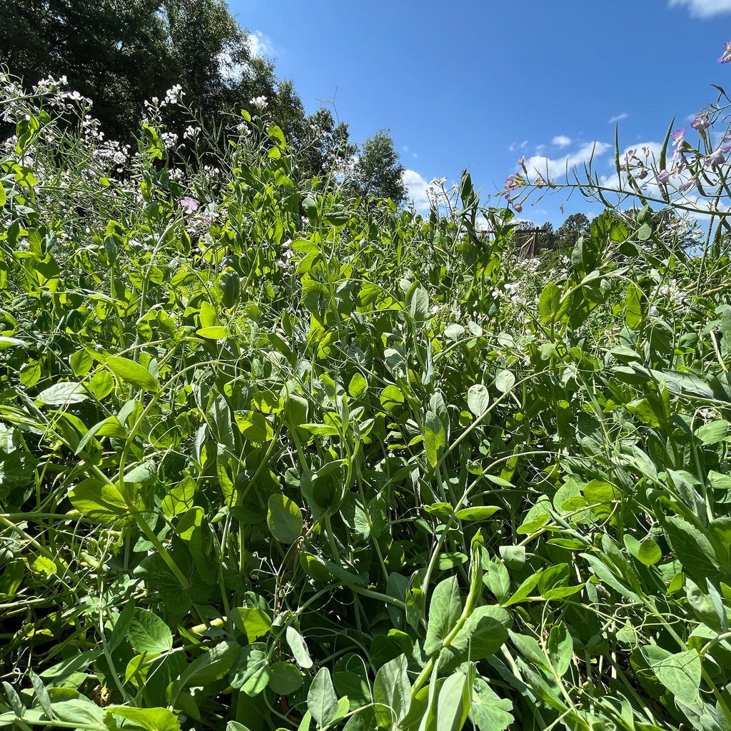 Austrian Winter Pea