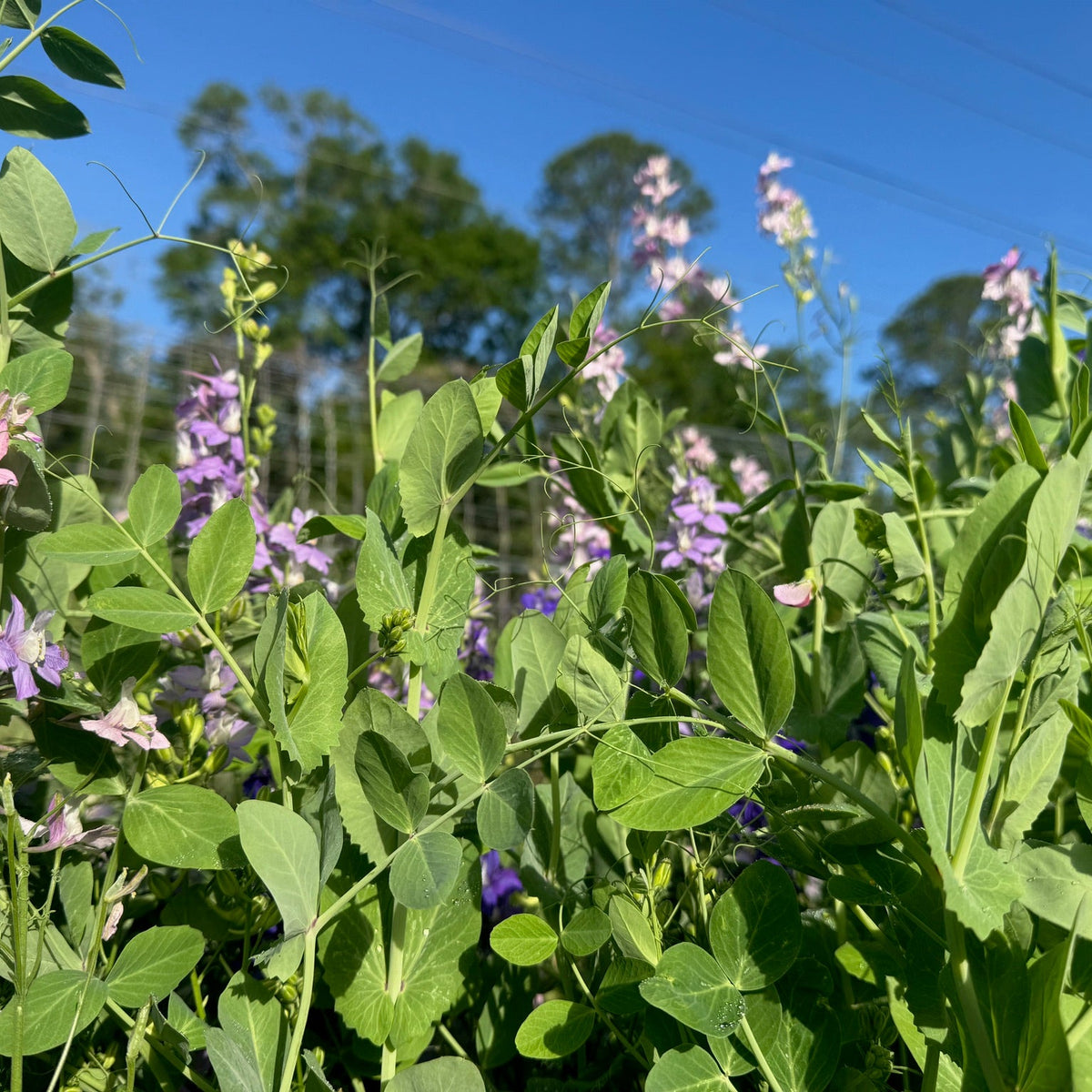 Austrian Winter Pea