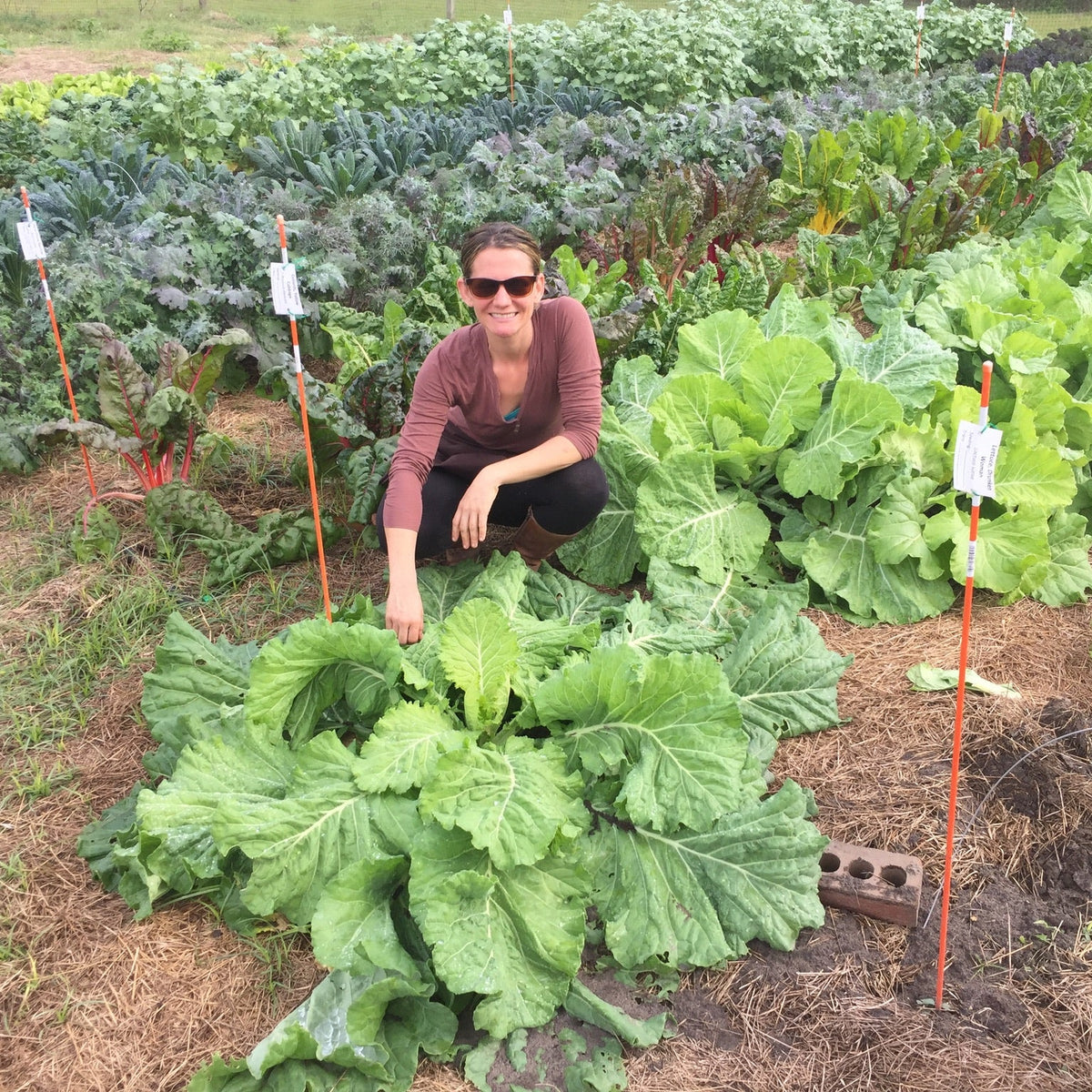 Yellow Cabbage Collards