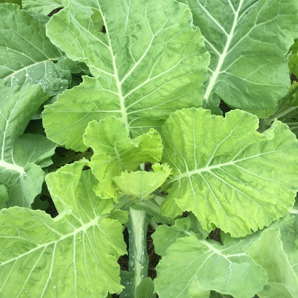 Yellow Cabbage Collards