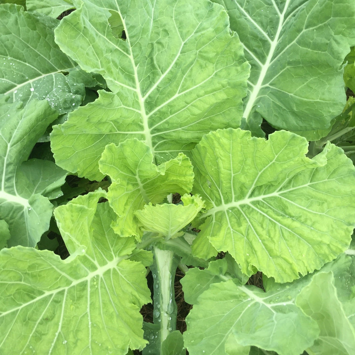Yellow Cabbage Collards