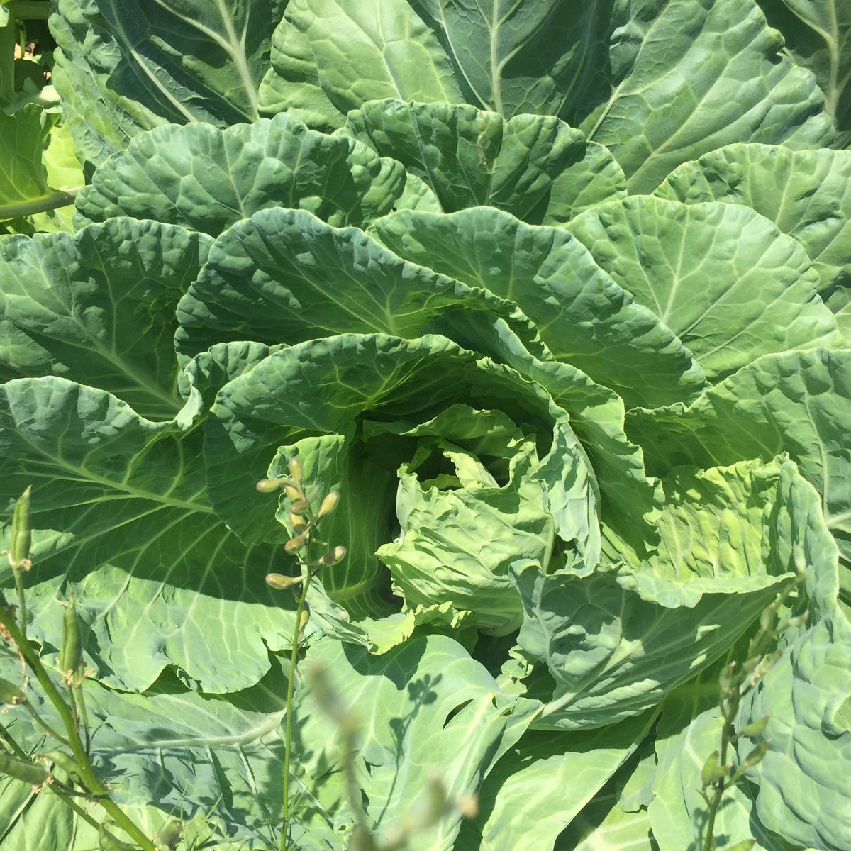 Yellow Cabbage Collards