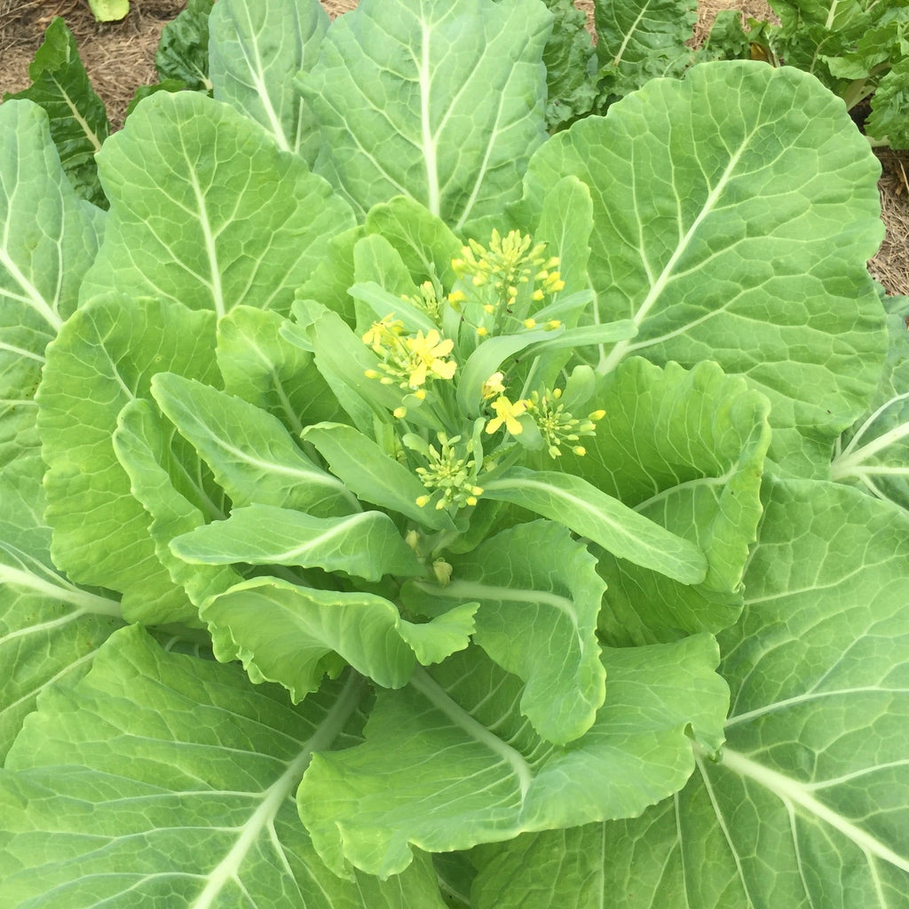 Yellow Cabbage Collards