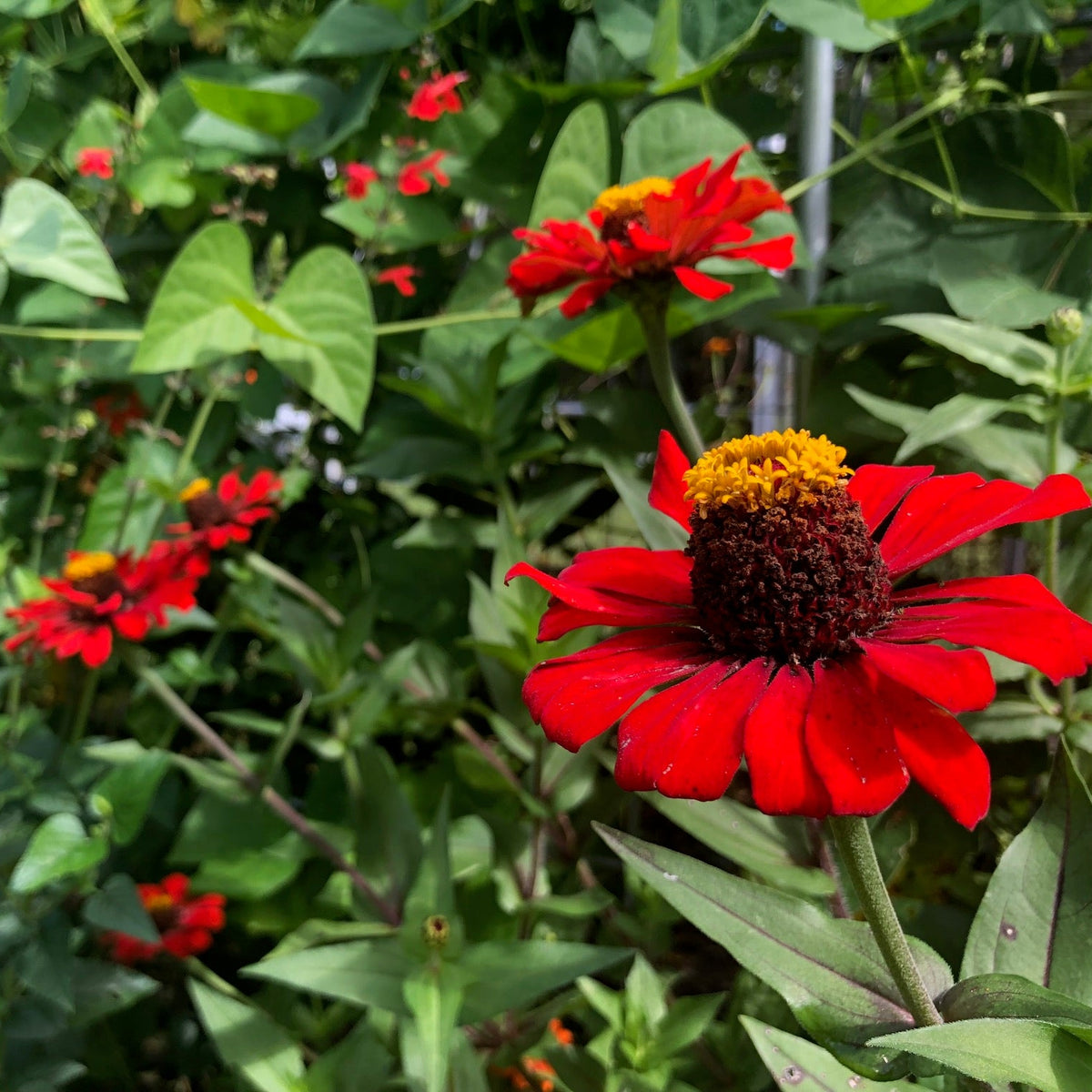 Red Gift Zinnia