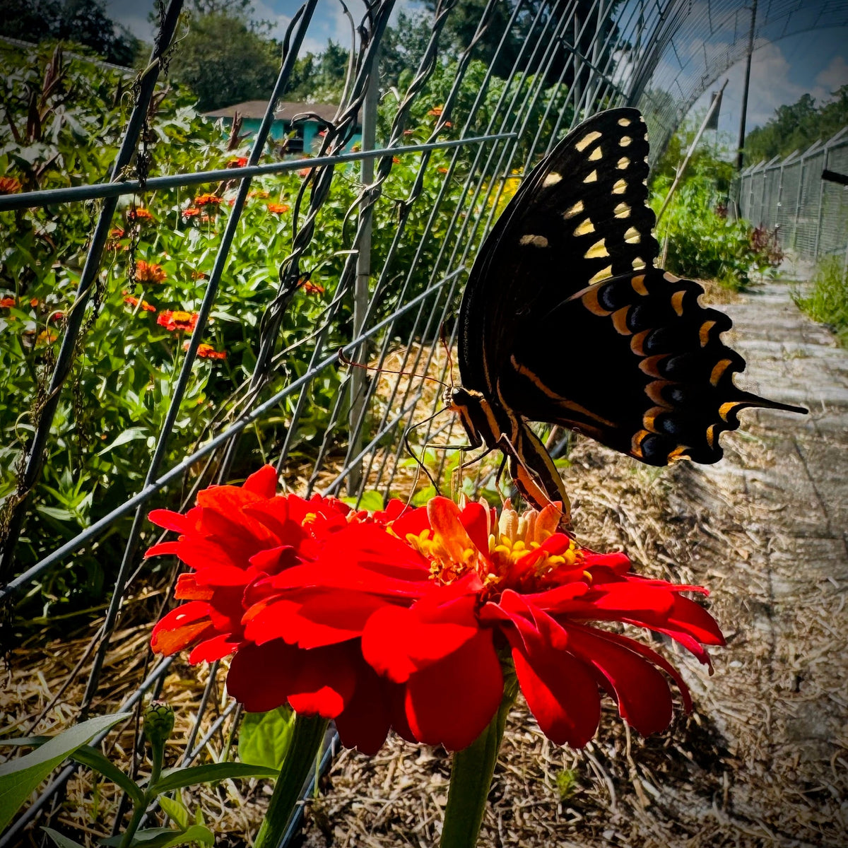 Red Gift Zinnia