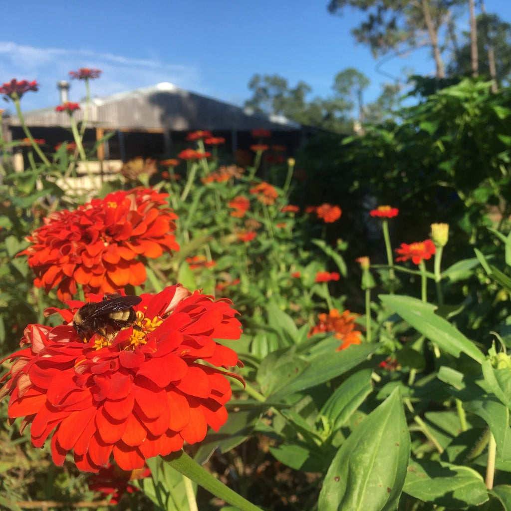 Red Gift Zinnia
